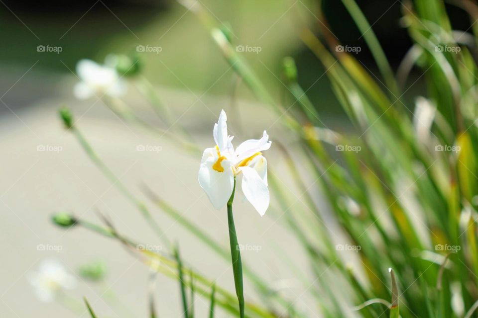 White Flower 