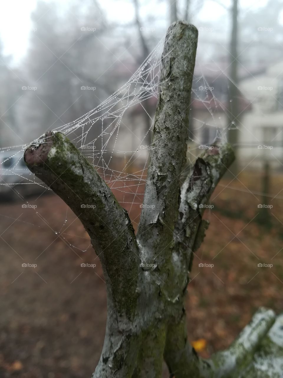 Spiderweb