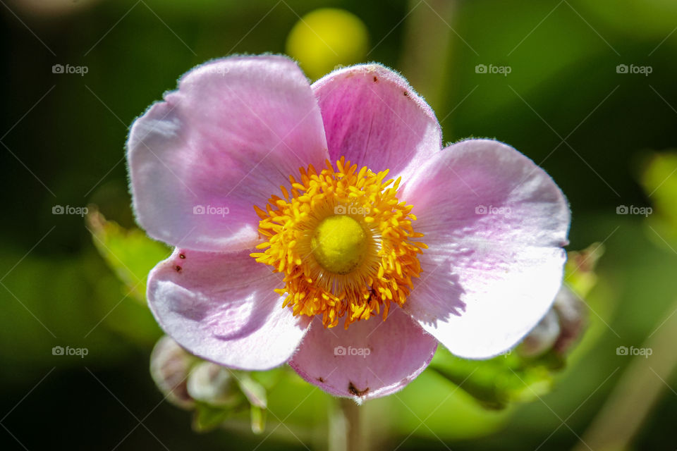 Wild orchid flower