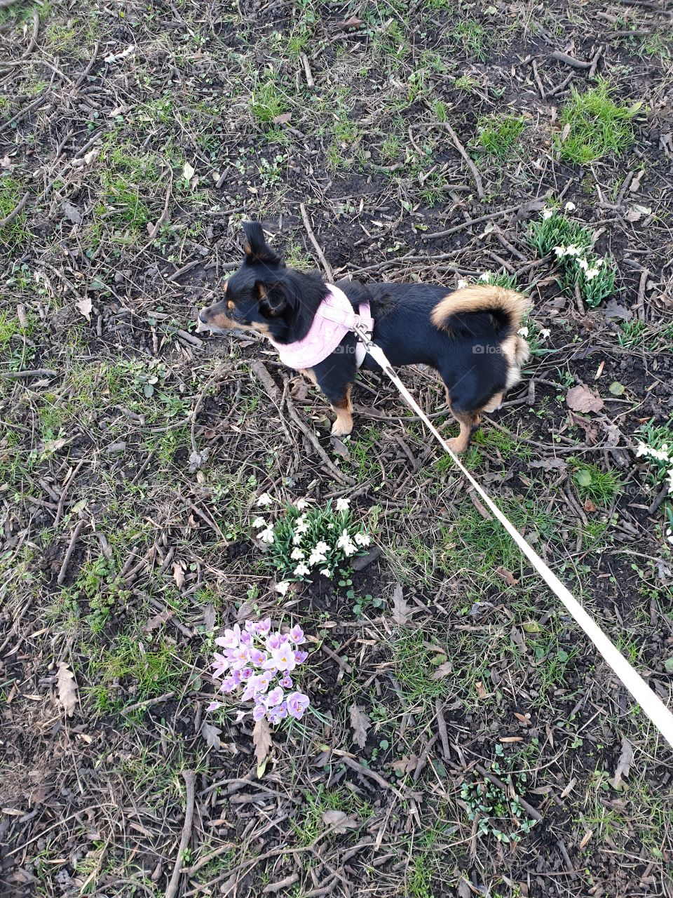dog in the flowers