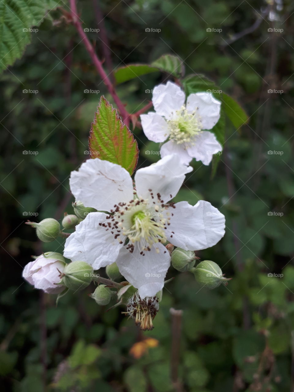 Flower, No Person, Nature, Leaf, Flora