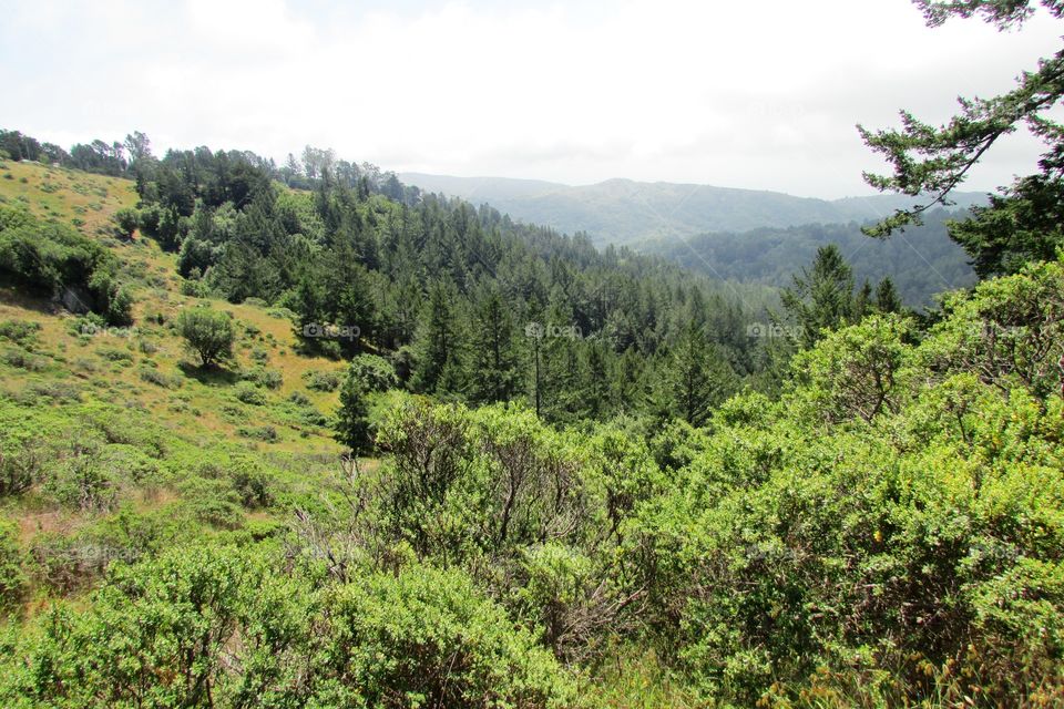 Bay Area California hike through the Forrest and mountains!