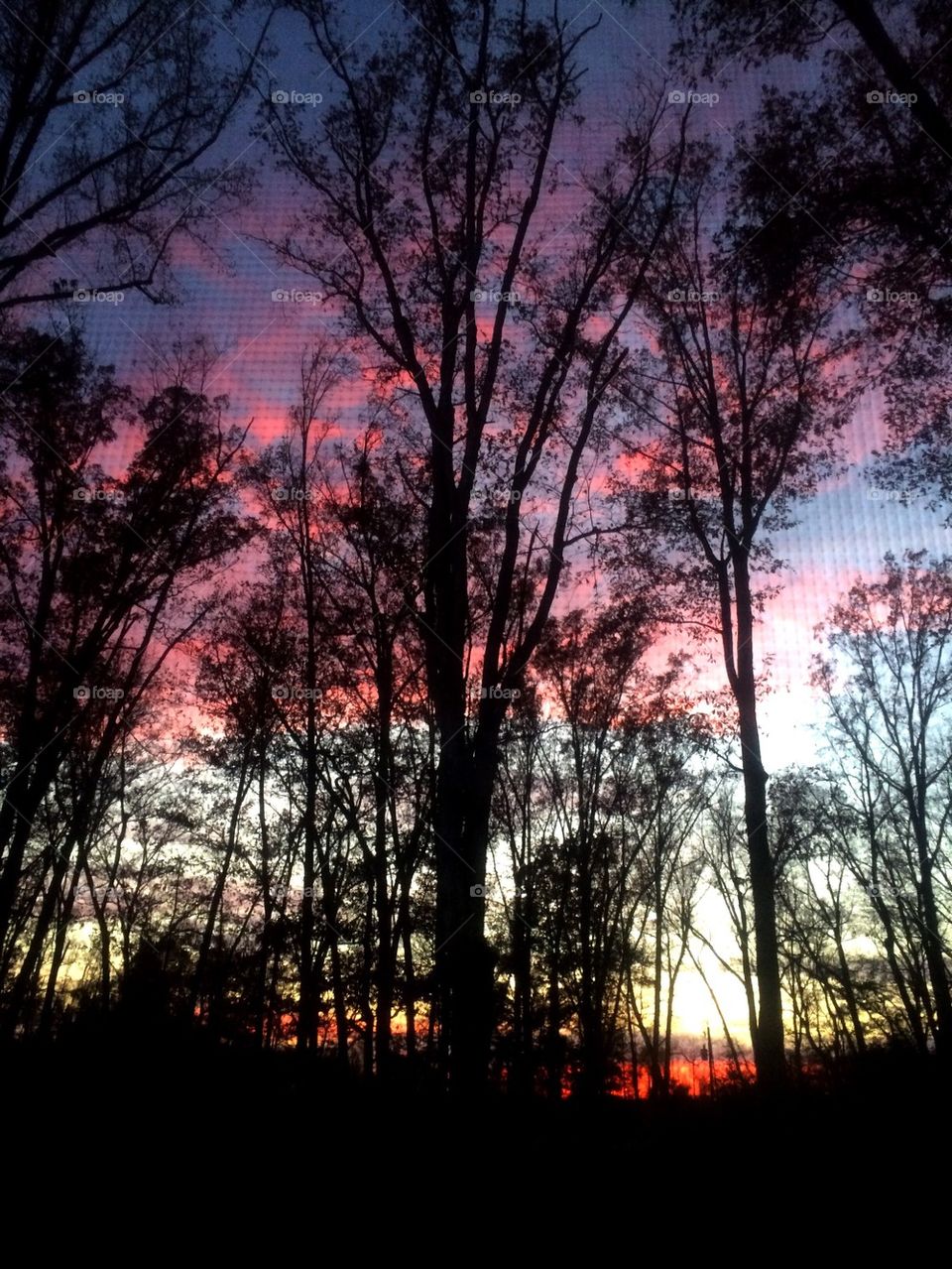 Sunset through the woods