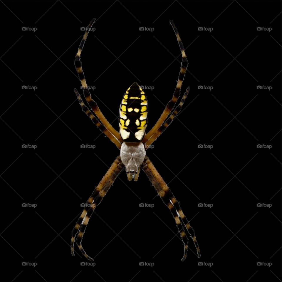 Beautiful garden spider on a black background 