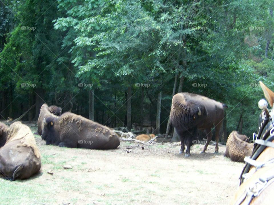 buffalos