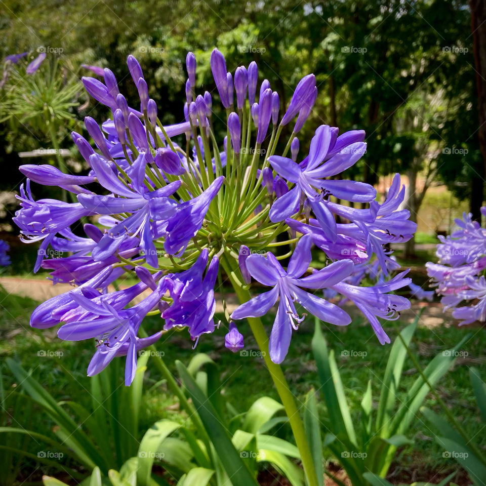 🌹 🇺🇸 Very beautiful flowers to brighten our day.  Live nature and its beauty. Did you like the delicate petals? / 🇧🇷 Flores muito bonitas para alegrar nosso dia. Viva a natureza e sua beleza. Gostaram das pétalas delicadas? 