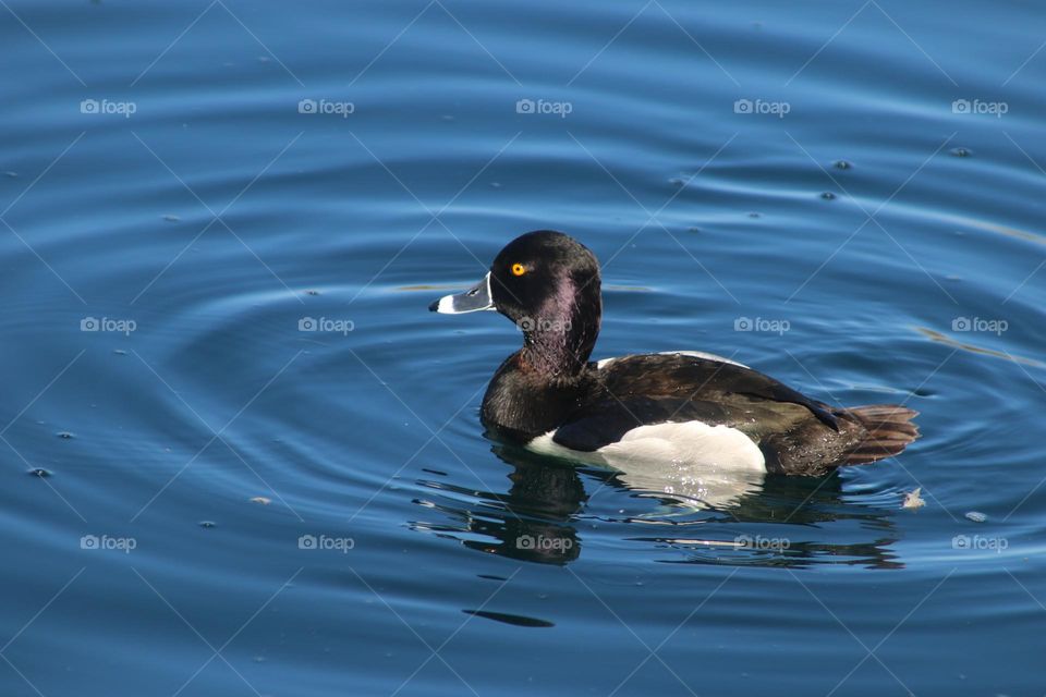 Ring-necked Duck in the Water