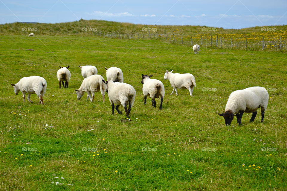 grazing sheep