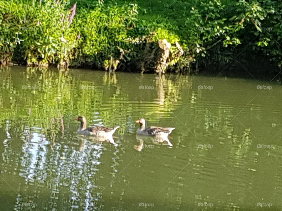ducks on the water