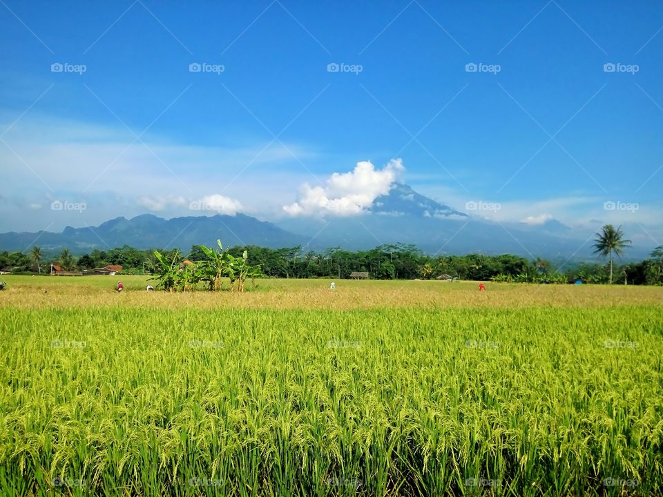 Mountain and Paddy Field
Morning View from the front yard of my house