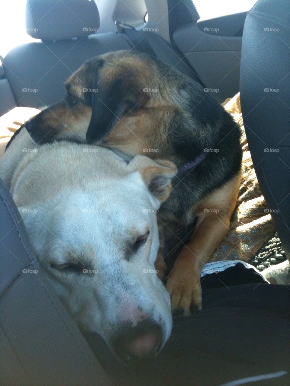Dogs sleeping2