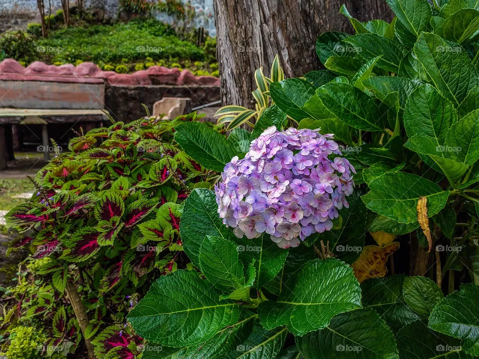 Blooming flowers