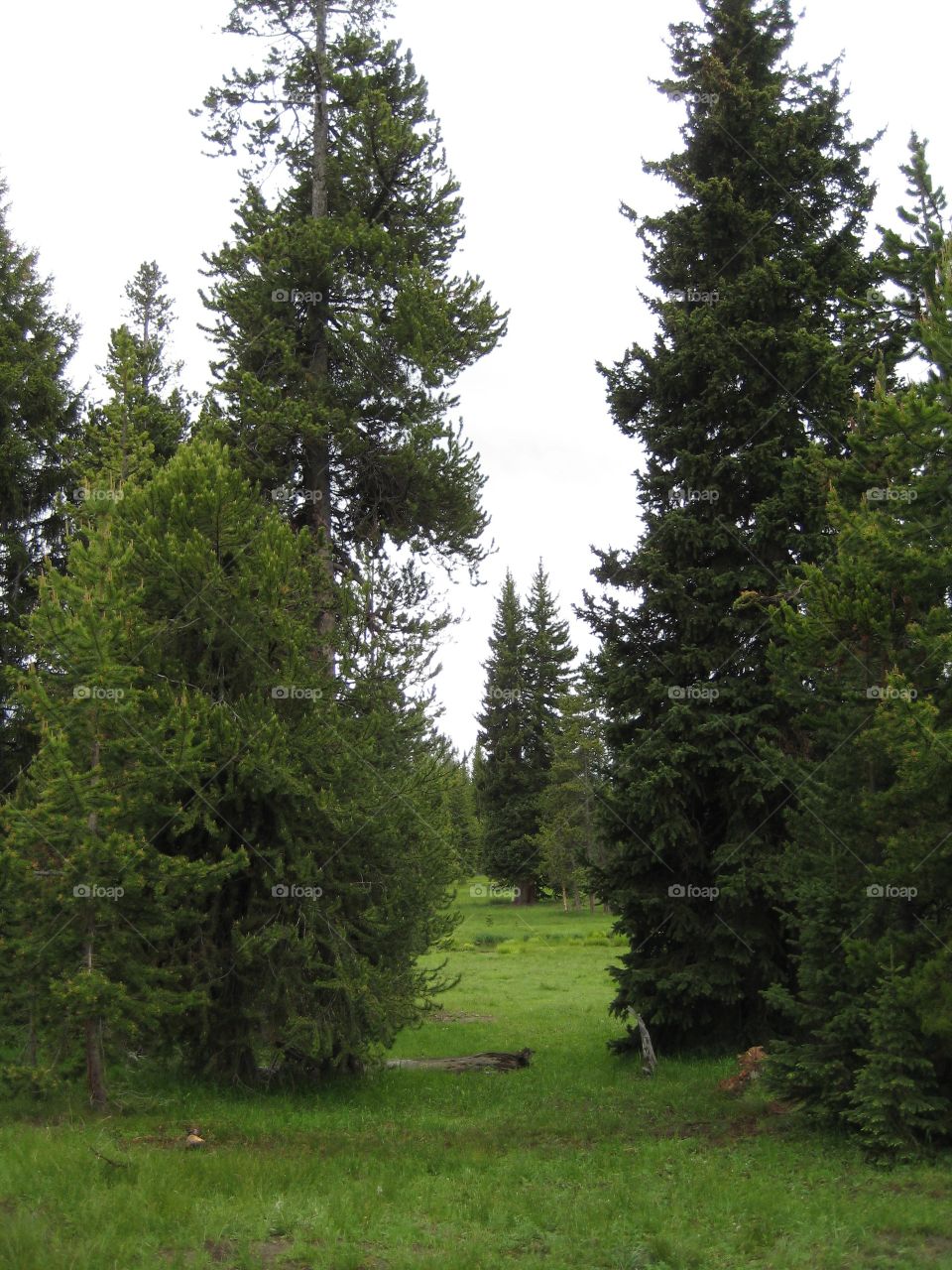 Woods Pine grass meadows. Green grass, tall pine woods.