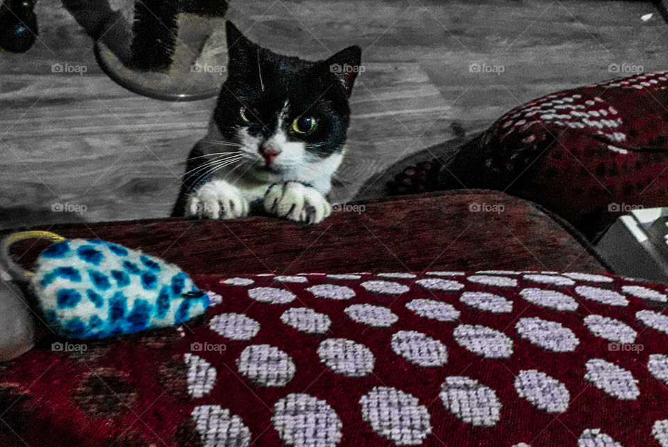 cat play paw cute eye color adorable mouse toy plushie