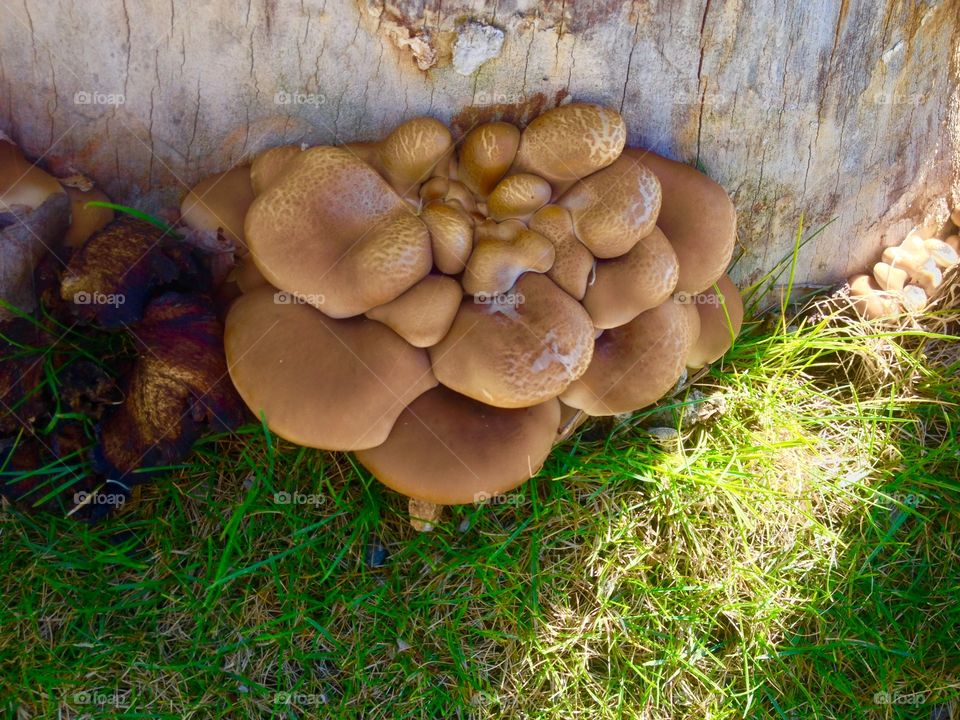 Tree mushrooms. Mushrooms growing by a tree