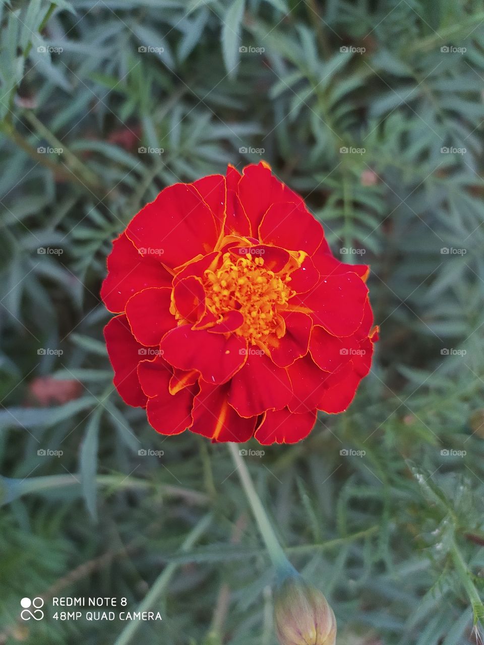 marigold also called zendu flower