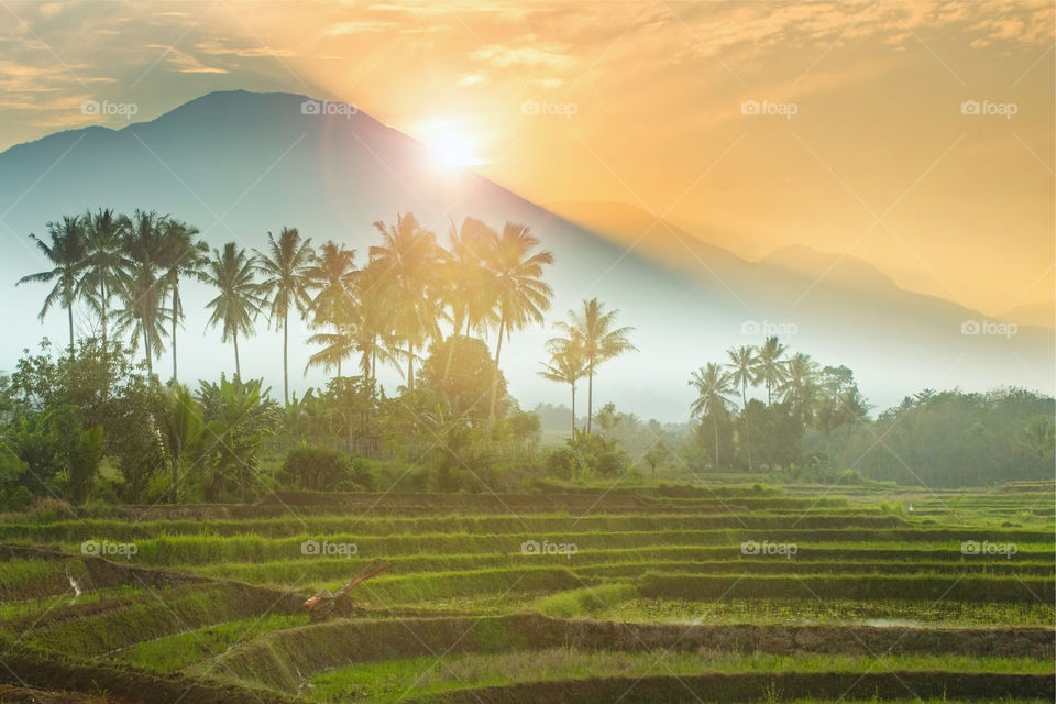 beauty morning sunrise at rice fields