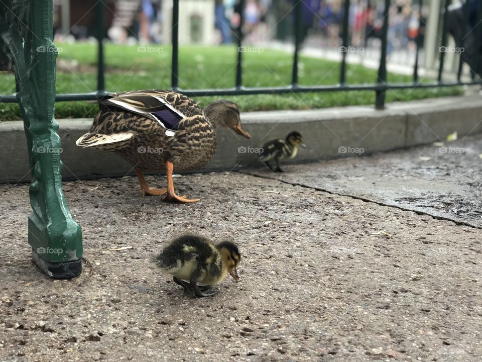 Mama duck with baby ducklings walking and finding food