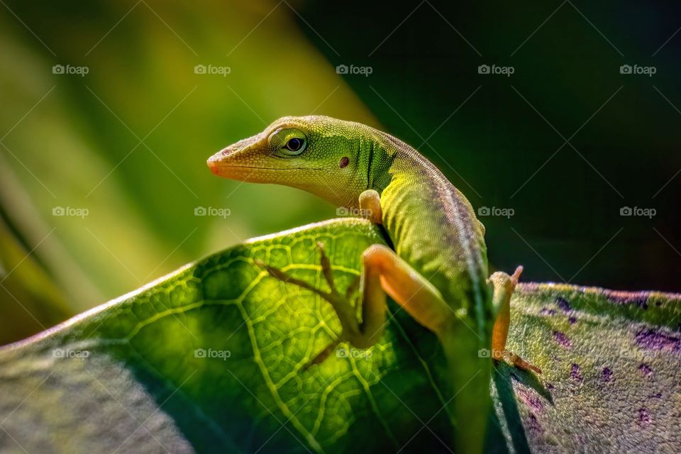 A Carolina Anole (Anolis carolinensis) looks back with suspicion. Raleigh, North Carolina. 