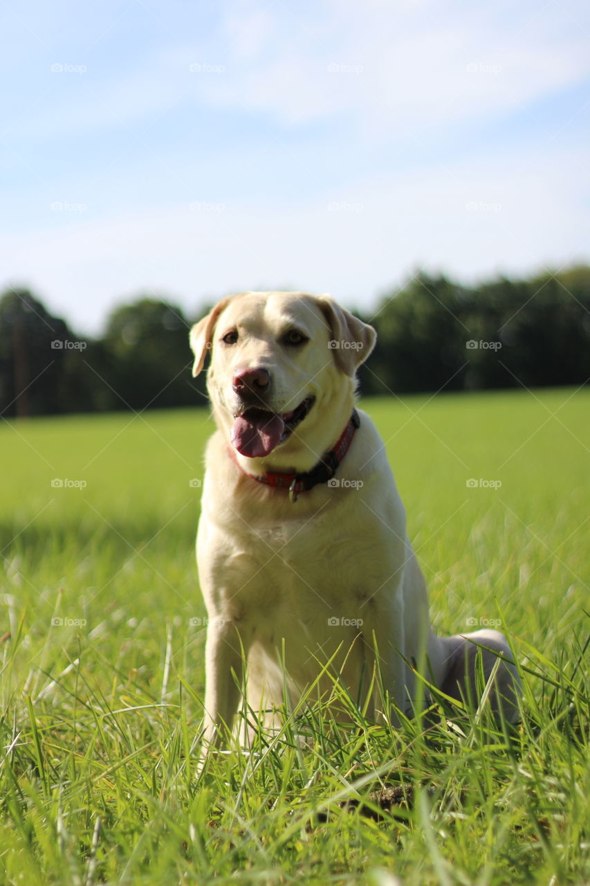 Dog, Grass, Pet, Mammal, Cute