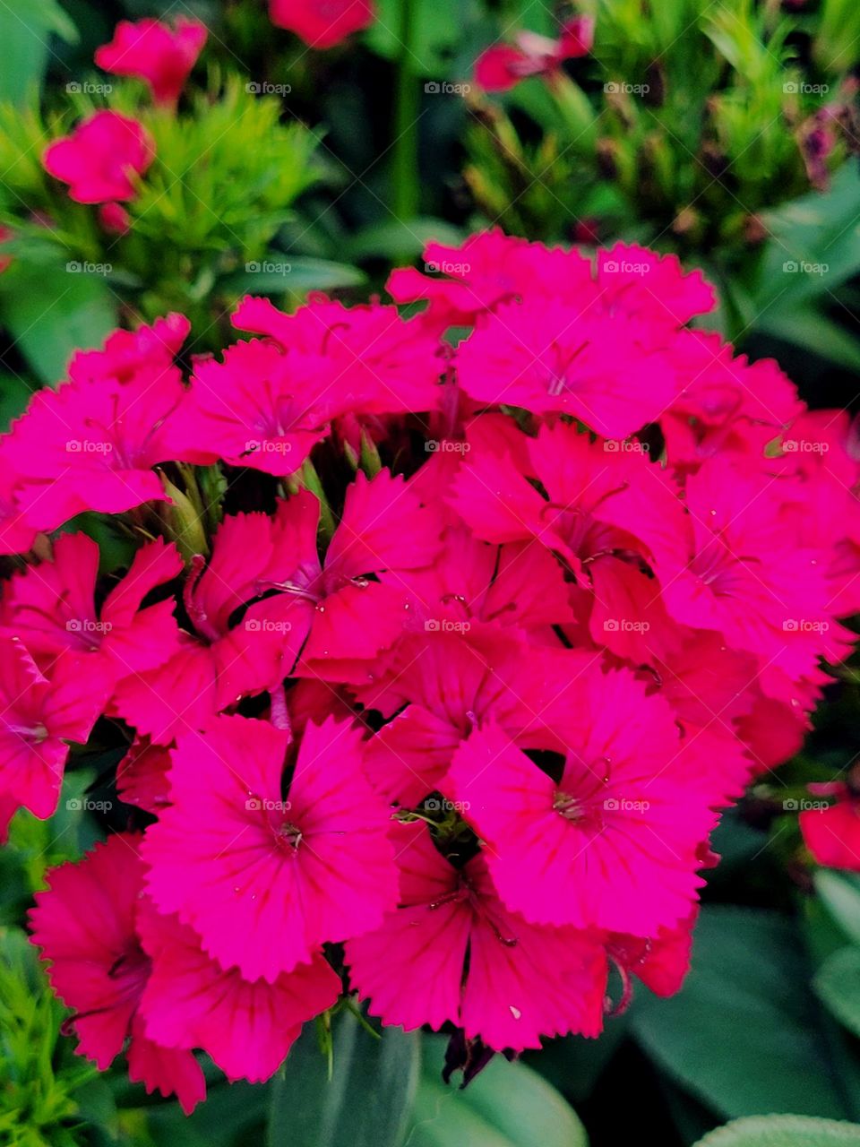 pink flowers