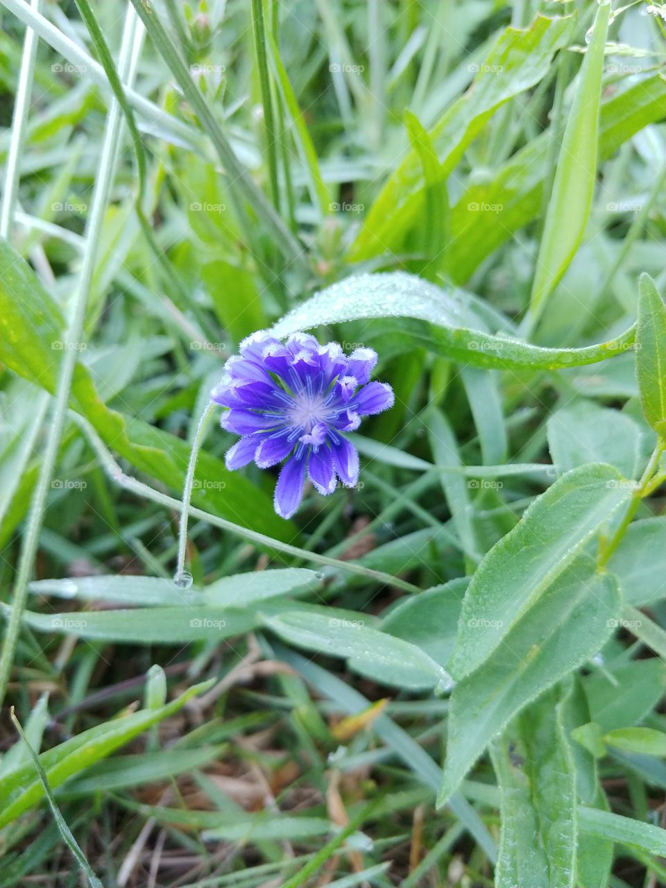 just a cute little flower that i saw this morning before the sun came fully up. its now fully bloomed.