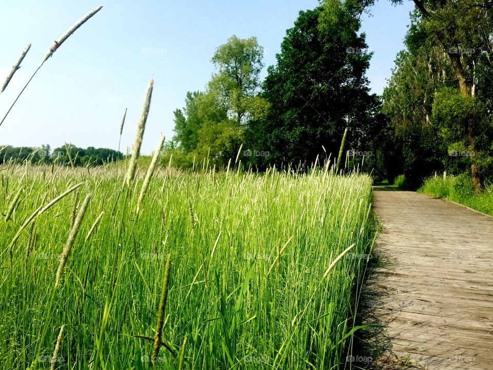 Grassy meadow Boardwalk