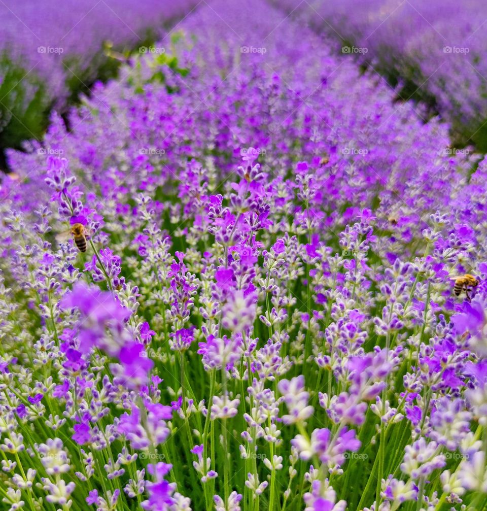 Lavender purple field