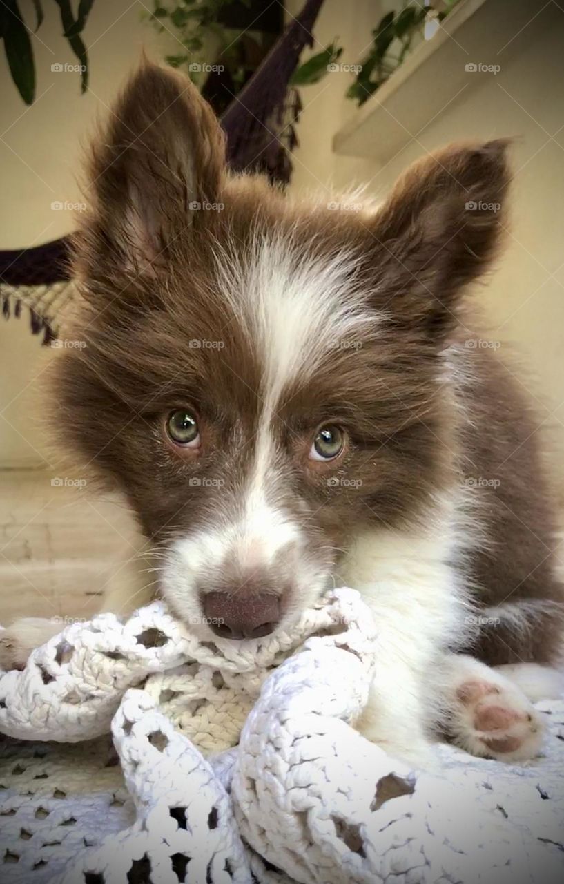 Brown border collie puppy 