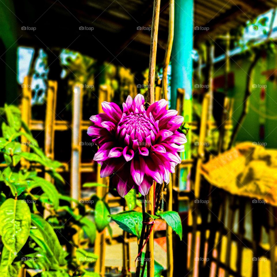This dahlia flower looks very beautiful. The petals of the flower are purple in color and bigger. I have photographed this flower in our house.