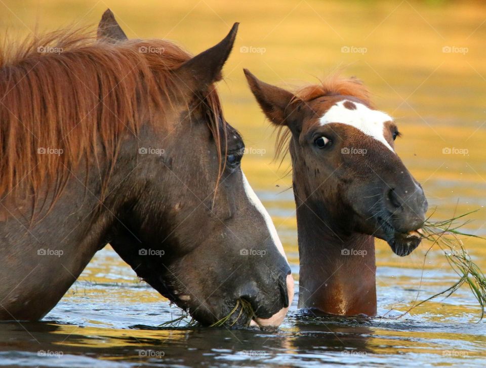 Wild Colt Stealing Grass from Father