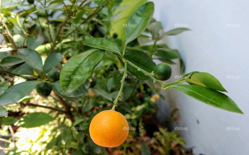Orange fruit hanging on branch