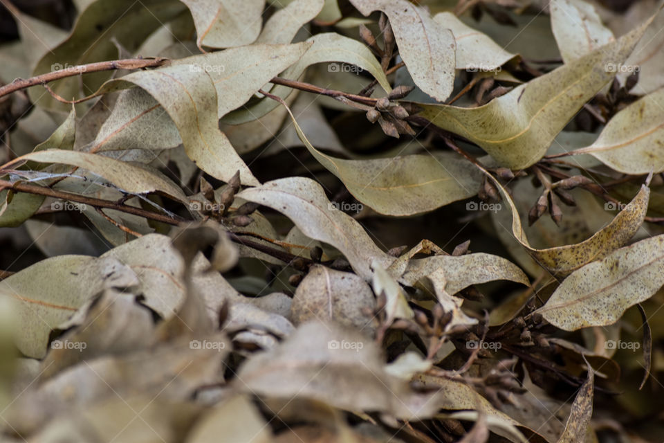 Folhas no chão/Leaves on the ground.