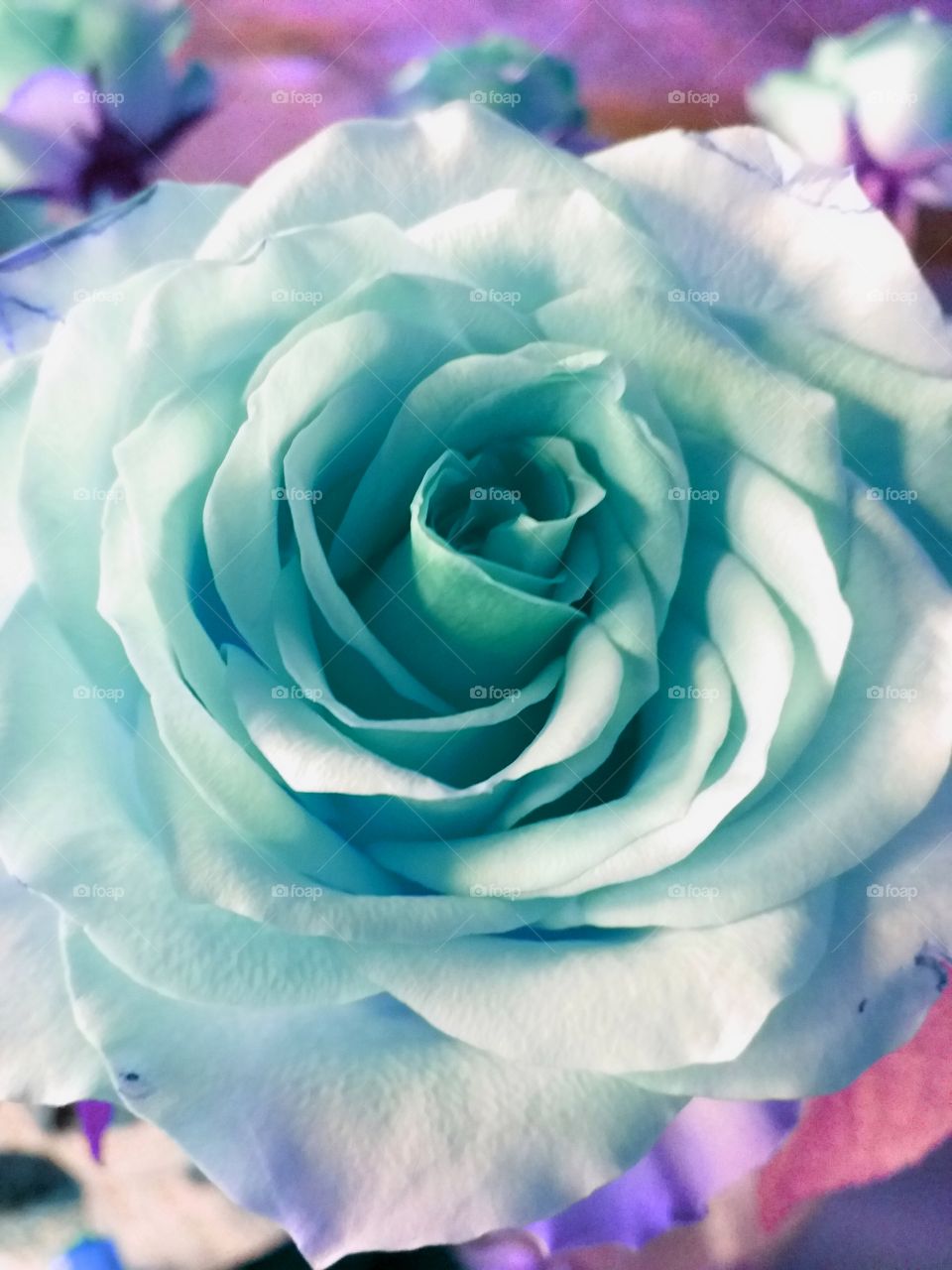 winter magic rose