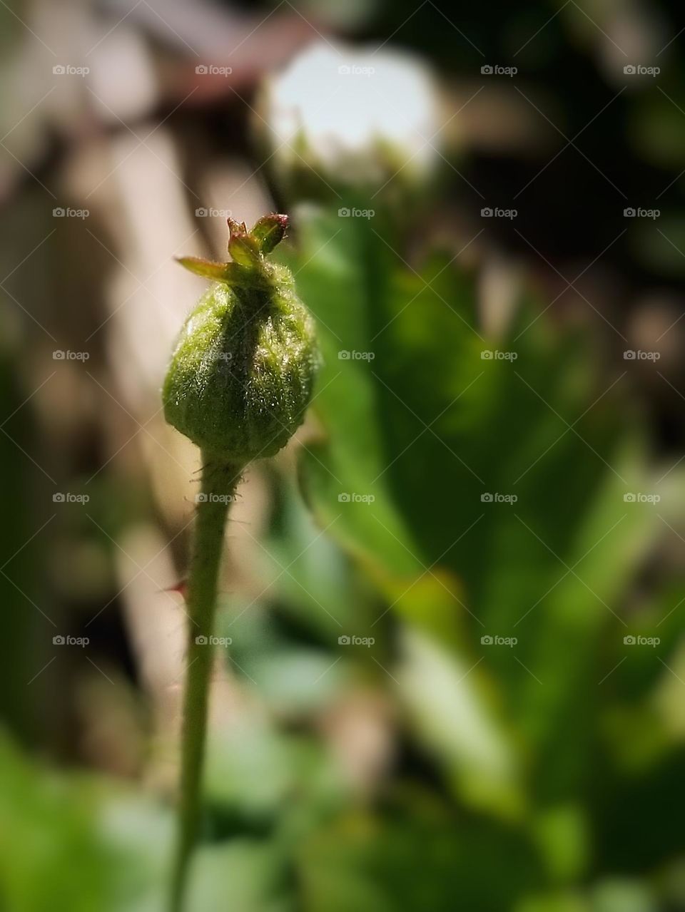 Dewberry Bud in Early Spring