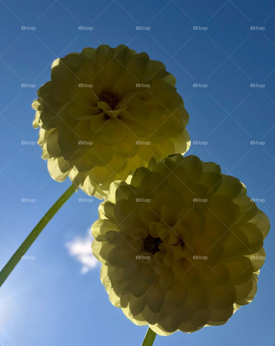 Flowers in sunshine.