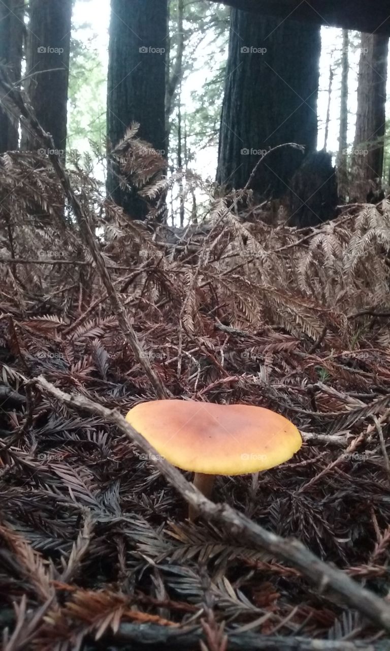 single mushroom