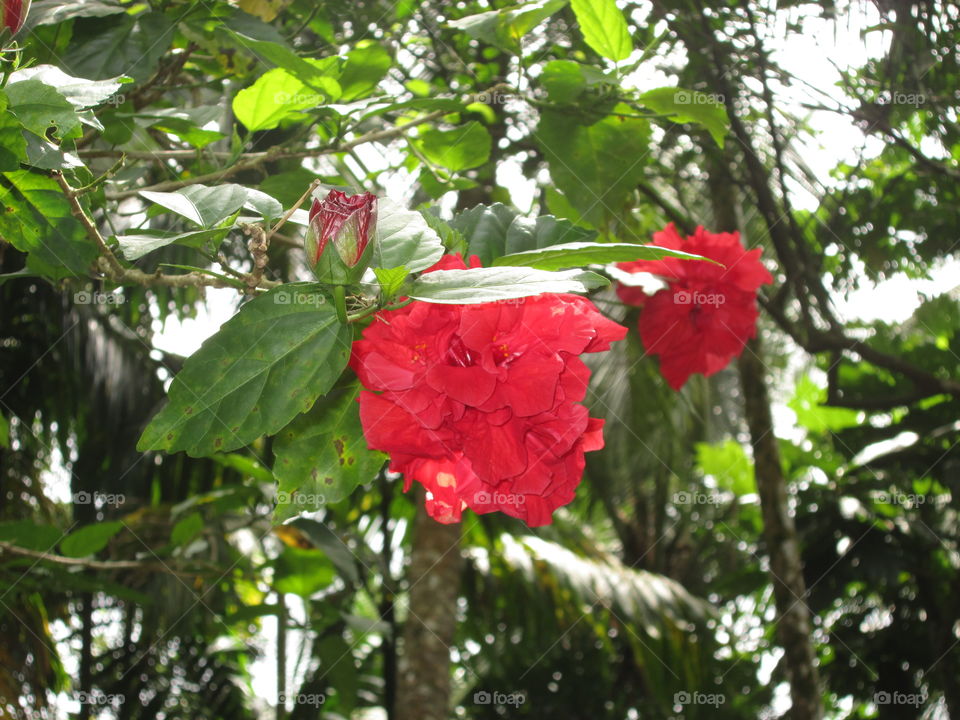 srilanka flowers
