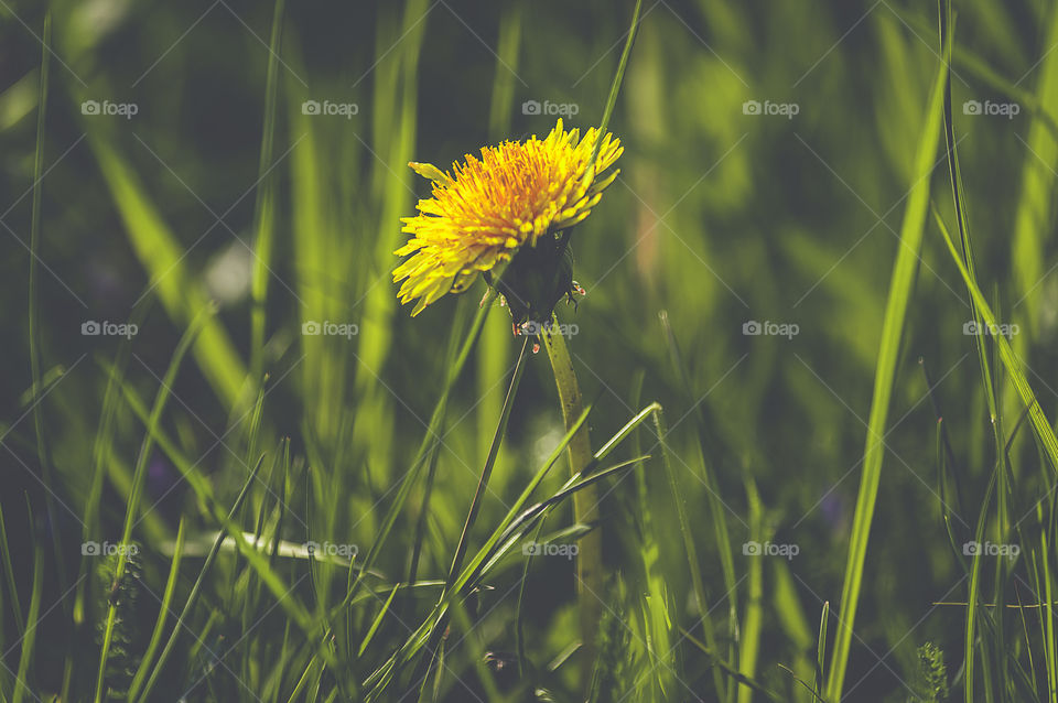 Yellow dandelion