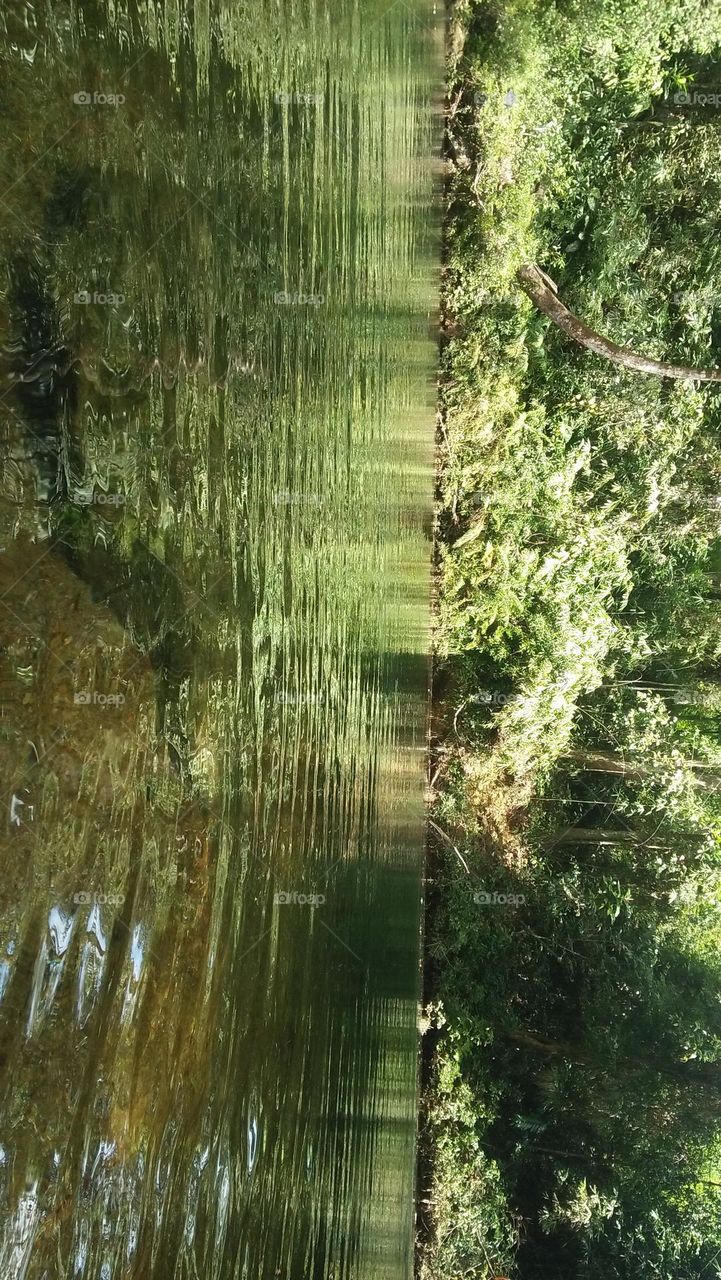 jungle pond captured