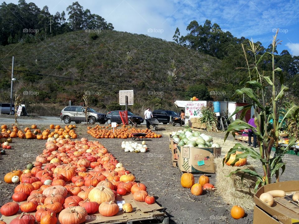 Half Moon Bay pumpkins