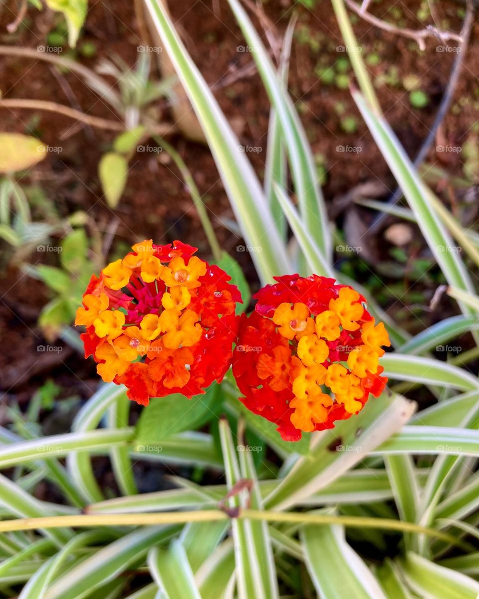 🌹 🇺🇸 Very beautiful flowers to brighten our day.  Live nature and its beauty. Did you like the delicate petals? / 🇧🇷 Flores muito bonitas para alegrar nosso dia. Viva a natureza e sua beleza. Gostaram das pétalas delicadas? 