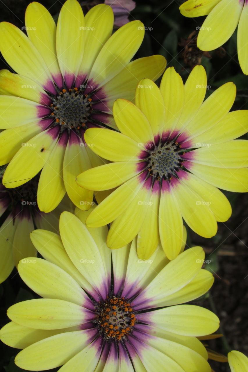 Daisy flowers