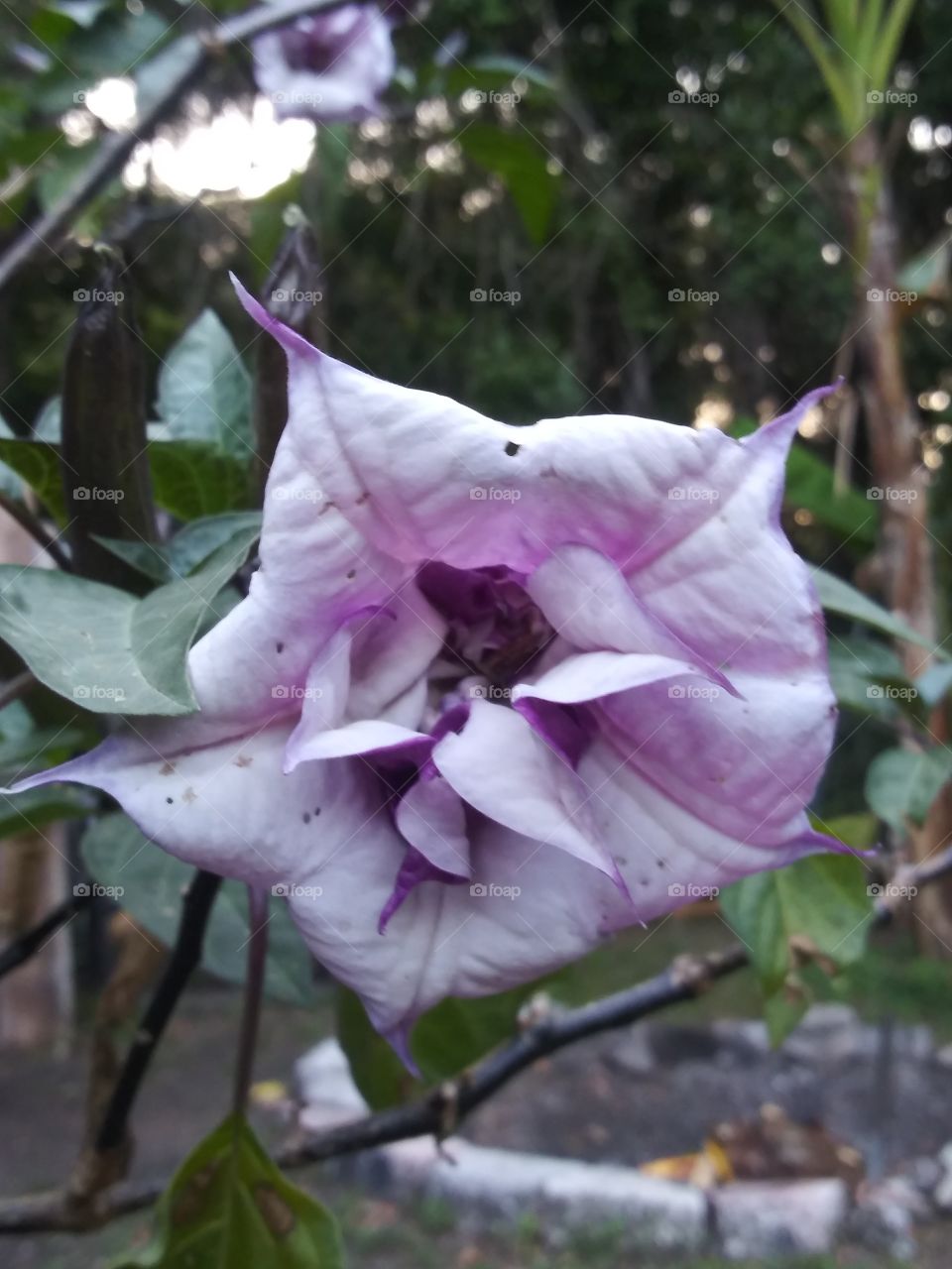 Double Angle Trumpet Flower