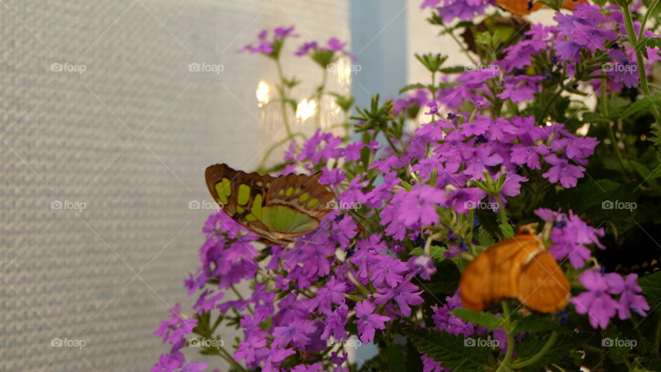 Butterflies on flowers