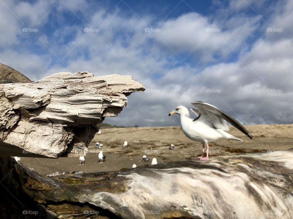 Spectacular Bird and Driftwood on The Beach