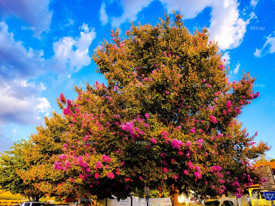 colorful tree
