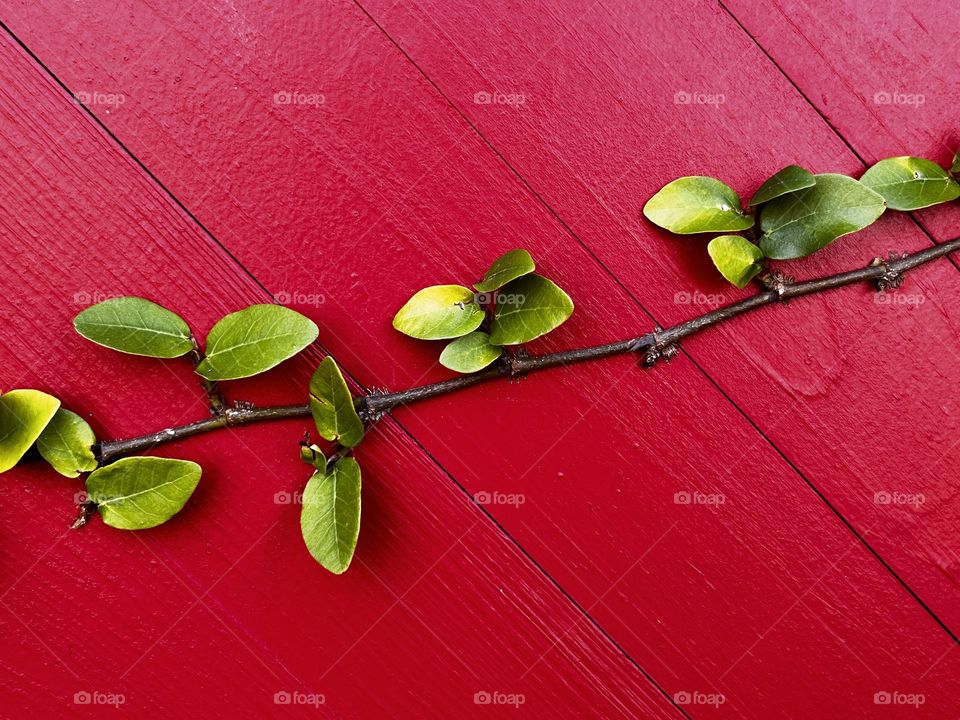 Green leaf vine growing on a red wooden wall