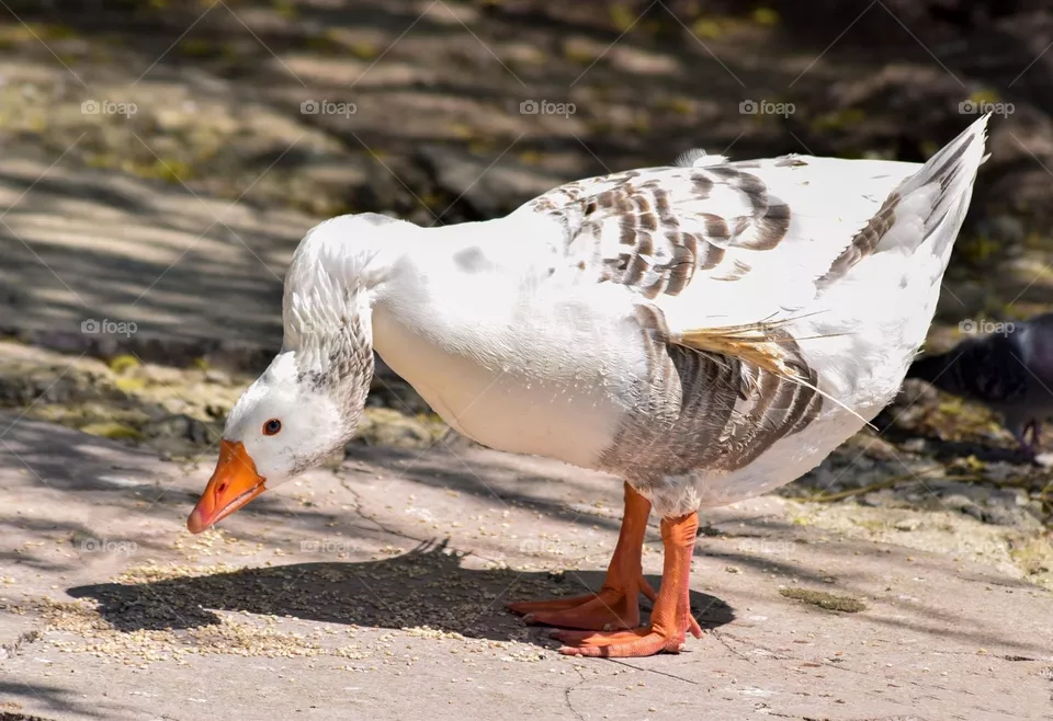 Goose