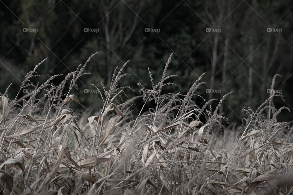 Crops in a field 